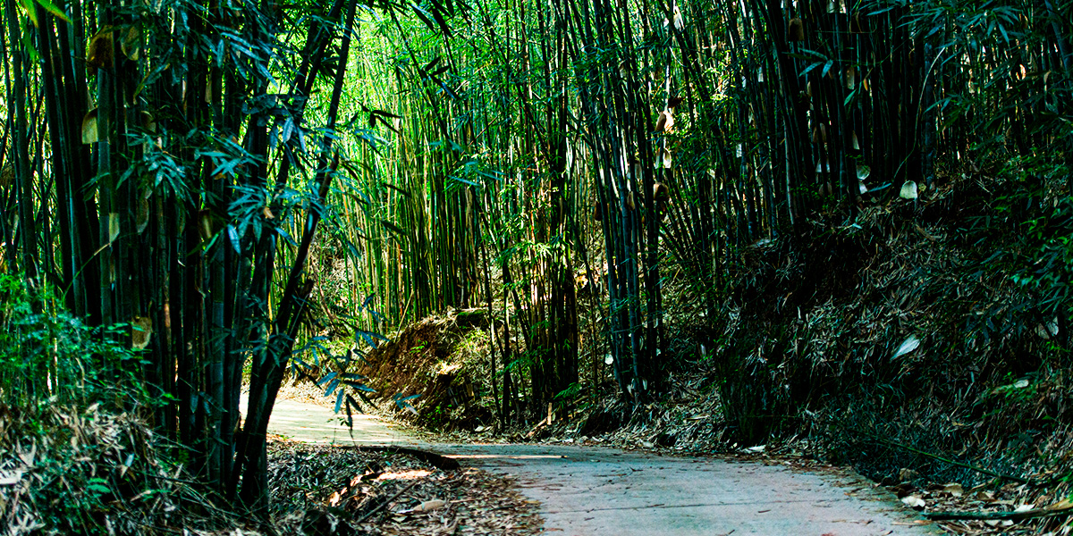 img_竹農03.jpg img_竹農03.jpg